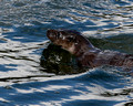 Otters - Wales